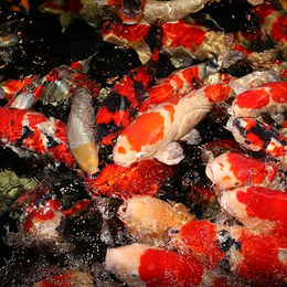 Produktbild von JBL PROPOND Autumn S Fischfutter für Teichfische mit Lachs 0,5kg - 3 x 166,67 g