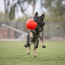 Jolly Pets Hundespielzeug Fußball Orange Größe L aus Kunststoff - 20 cm – Bild 1 von 8