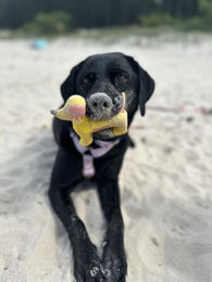 Josera Meat Lovers Menu Hundefutter Nass Rind Huhn Schwein Adult 6 x 800 g - 6 x 800 g – Bild 1 von 4