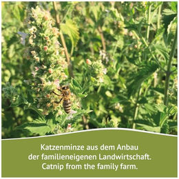 JR Farm Bavarian Catnip Katzenminze-Murmeln Katzen Spielzeug 10 Stück - 35 g – Bild 1 von 6
