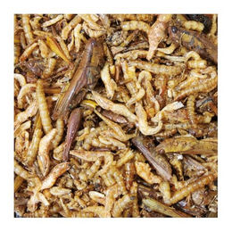 JR Farm Eiweiß-Cocktail Nahrungsergänzung für Kleintiere wie Hamster Ratten und Mäuse 10 g - 12 x 10 g – Bild 1 von 6