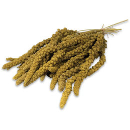 JR Farm Gelbe Kolbenhirse für Wellensittiche und Großsittiche 500 g – Bild 1 von 11