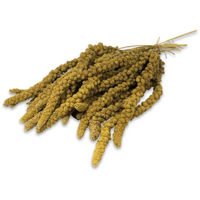 Produktbild von JR Farm Gelbe Kolbenhirse für Wellensittiche und Großsittiche 500 g