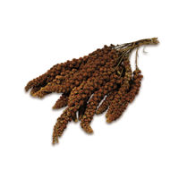 Produktbild von JR Farm Kolbenhirse rot für Vögel 250 g - 250 g