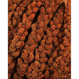 JR Farm Rote Kolbenhirse Vogelsnack für Vögel und Großsittiche 500 g - 500 g – Bild 1 von 6