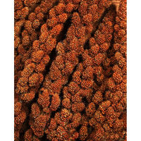 Produktbild von JR Farm Rote Kolbenhirse Vogelsnack für Vögel und Großsittiche 500 g - 500 g