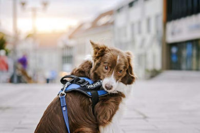 Julius-K9 Hundegeschirr Gentleman Schwarz Größe S – Bild 1 von 3