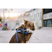 Produktbild von Julius-K9 Hundegeschirr Gentleman Schwarz Größe S