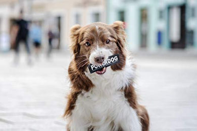 Julius-K9 Hundehalsband Happy Schwarz Größe S – Bild 1 von 3