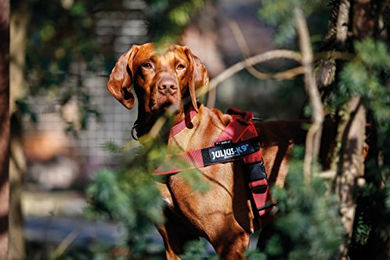 Julius-K9 IDC Color & Gray Führgeschirr für große Hunde in Rot, Größe XL, wasserabweisend – Bild 1 von 4