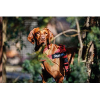 Produktbild von Julius-K9 IDC Color & Gray Führgeschirr für große Hunde in Rot, Größe XL, wasserabweisend