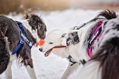 Julius-K9 IDC Color & Gray Sportgeschirr für Hunde in Rosa und Grau Größe L – Bild 1 von 4