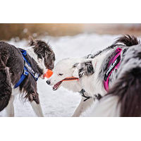 Produktbild von Julius-K9 IDC Color & Gray Sportgeschirr für Hunde in Rosa und Grau Größe L