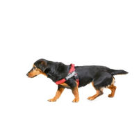 Produktbild von Julius-K9 IDC Gurtbandgeschirr aus Nylon für Hunde Größe Mini in Rot-Grau