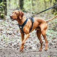Produktbild von Julius-K9 IDC Longwalk Y-Geschirr für Hunde in Neon-Grau Größe L mit Neopren-Polsterung
