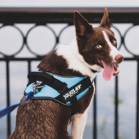 Produktbild von Julius-K9 IDC Power Sportgeschirr für Hunde in Orange Größe L - 1 Stk.