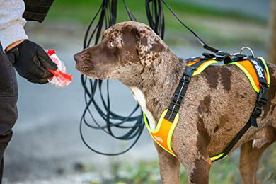 Julius-K9 Mantrailing Sportgeschirr für Hunde Größe S in Orange – Bild 1 von 2