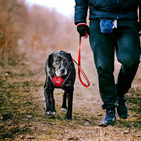 Produktbild von Julius-K9 Y-Geschirr für Hunde in Blau-Grau Größe L