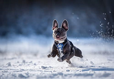 Julius-K9 Y-Geschirr für kleine Hunde Blau-Grau Größe XS – Bild 1 von 2