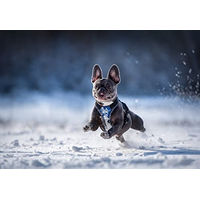 Produktbild von Julius-K9 Y-Geschirr für kleine Hunde Blau-Grau Größe XS