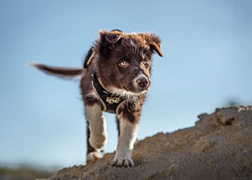 Julius-K9 Y-Geschirr Hundegeschirr Schwarz-Grau Größe XS für kleine Rassen – Bild 1 von 3