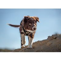 Produktbild von Julius-K9 Y-Geschirr Hundegeschirr Schwarz-Grau Größe XS für kleine Rassen
