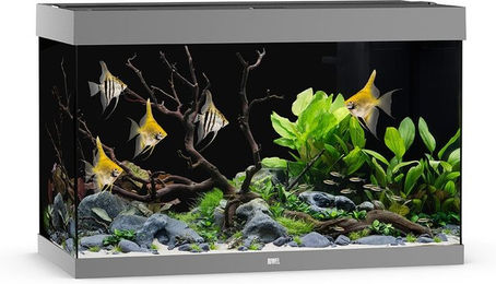 Juwel Rio 290 LED Aquarium Set Grau mit Beleuchtung, Heizer und Filter – Bild 1 von 6
