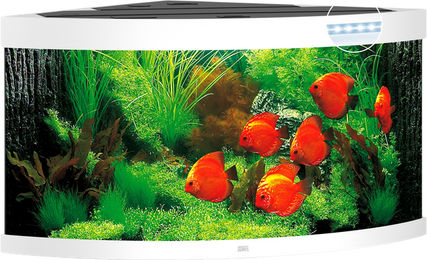 Juwel Trigon 350 LED Aquarium weiß – Bild 1 von 3