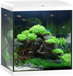 Juwel Vio Cube 54 Aquarium in Weiß – Bild 1 von 4