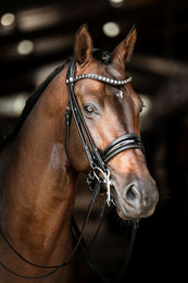 Produktbild von Kandarenzaum SM Warendorf
