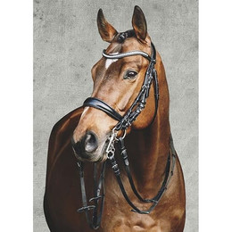 Produktbild von Kandarenzaum SP Equitus Gamma Anatomic Line