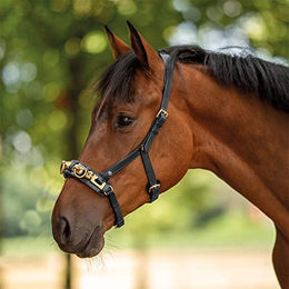 Produktbild von Kappzaum Anatomix Busse