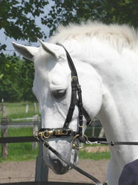 Produktbild von Kappzaum PROFESSIONAL - 1 Stk.