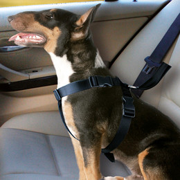 Produktbild von Karlie Auto-Hundegeschirr Größe M - 1 Stk.