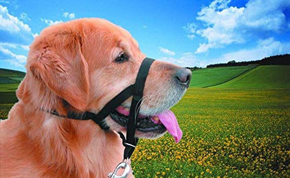 Produktbild von Karlie Katzenstreu Silica Premium Percato - 10 l