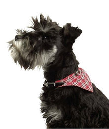 Karlie KOLIBRI Hunde-Halsband – Bild 1 von 2