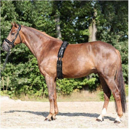 Kavalkade Anatomisch geformter Sattelgurt mit Kunstpelz – Bild 1 von 2