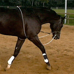 Kavalkade HO-Longierhilfe schwarz – Bild 1 von 4