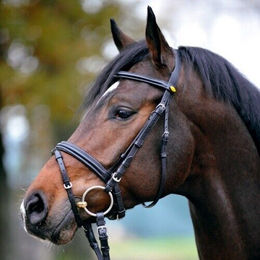 Kavalkade Schwedisch kombinierte Trense Ravenna – Bild 1 von 4