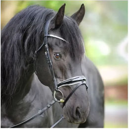 Kavalkade Trense englisch-kombiniert Juliana lack-schwarz/weiß – Bild 1 von 3