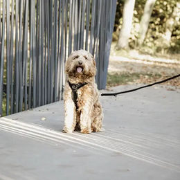 Kentucky Dogwear Hundegeschirr Velvet schwarz L – Bild 1 von 7