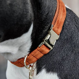 Kentucky Dogwear Hundehalsband Velvet orange – Bild 1 von 8