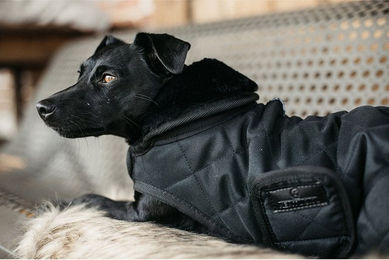 Produktbild von Kentucky Dogwear Hundemantel 160g - 160 g