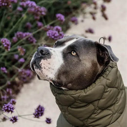 Produktbild von Kentucky Dogwear Hundemantel Winter Pina