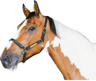 Kentucky Horsewear Lederhalfter Wellington – Bild 1 von 4