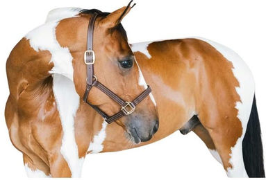 Kentucky Horsewear Lederhalfter Wellington – Bild 1 von 6