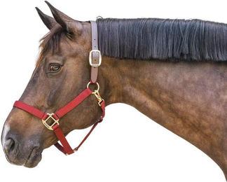 Kentucky Horsewear Nylon Halfter Breakaway – Bild 1 von 6