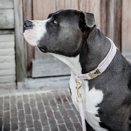 Kentucky Velvet Hundehalsband – Bild 1 von 7