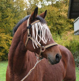 Kerbl Ausbindehaken – Bild 1 von 3