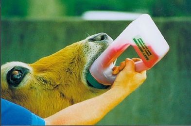 Kerbl Easy Drencher Babyflasche - 1,2 l – Bild 1 von 2